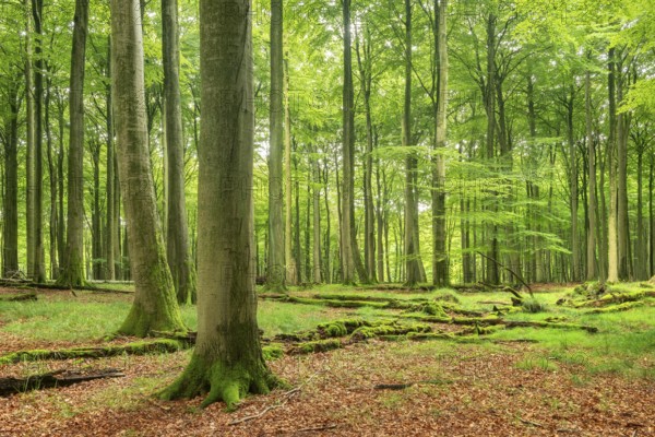 Near-natural old beech forest (Fagus sp.), deadwood lying on the ground, Stubnitz forest area, Jasmund National Park, Rügen Island, Mecklenburg-Western Pomerania, Germany, Europe