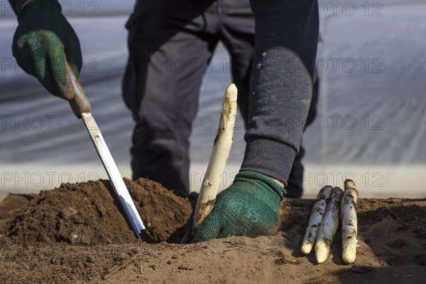 Wesel, North Rhine-Westphalia, Germany, Harvest workers from Eastern Europe harvest the first asparagus of the season in a field, Europe