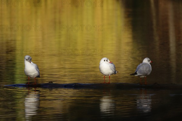 Seagulls reflected in a lake, November, Germany, Europe
