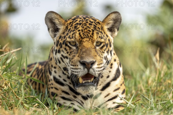 Jaguar (Panthera onca), lying in the grass, North Pantanal, Poconé, Mato Grosso, Brazil, South America