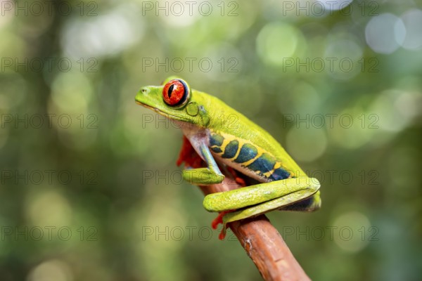 Red-eyed tree frog (Agalychnis callidryas), sitting on a branch, Heredia province, Costa Rica, Central America