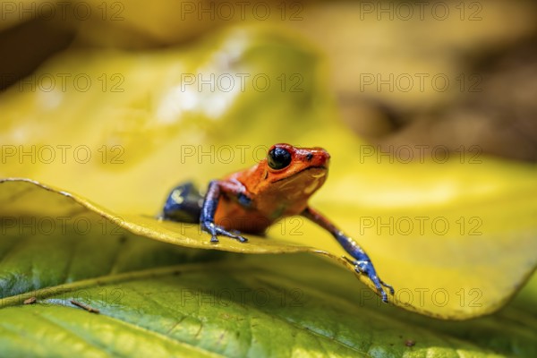 Strawberry frog (Oophaga pumilio) sitting on a yellow leaf, Heredia province, Costa Rica, Central America