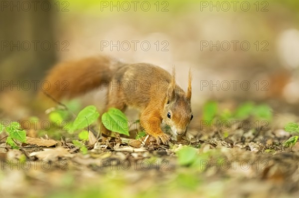 Red squirrel (Sciurus vulgaris) in a forest, Bavaria, Gernany