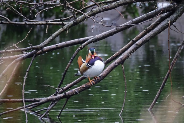 Mandarin duck on a branch at a lake, winter, Germany, Europe