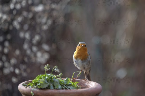 Robin (Erithacus rubecula) on a bowl of flowers, Bavaria, Germany, Europe
