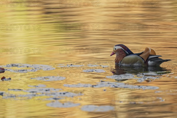 Mandarin duck (Aix galericulata), male, side view, swimming, intense colouring of the water due to sunlight, Hechtsee, Kufstein, Tyrol, Austria, Europe