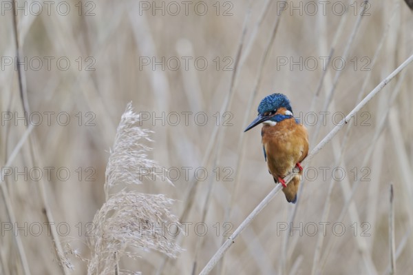 Kingfisher in reeds (Alcedo atthis) Lower Saxony, Germany, Europe