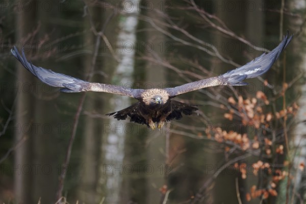 Golden eagle in flight (Aquila chrysaetos) Bavaria, Germany, Europe