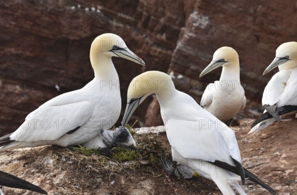 Northern gannet (Morus Bassanus) on Heligoland