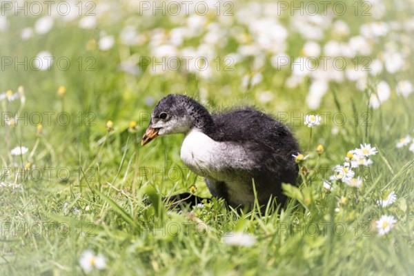 Eurasian Coot chicks (Fulica atra) standing in meadow surrounded by daisies, close-up, profile view, background blurred, Dortmund, North Rhine-Westphalia, Germany, Europe