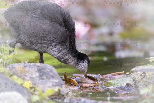 Eurasian Coot chicks (Fulica atra) standing in the water at the edge of the bank, drinking, profile view, pink water lilies blurred in the background, Dortmund, North Rhine-Westphalia, Germany, Europe