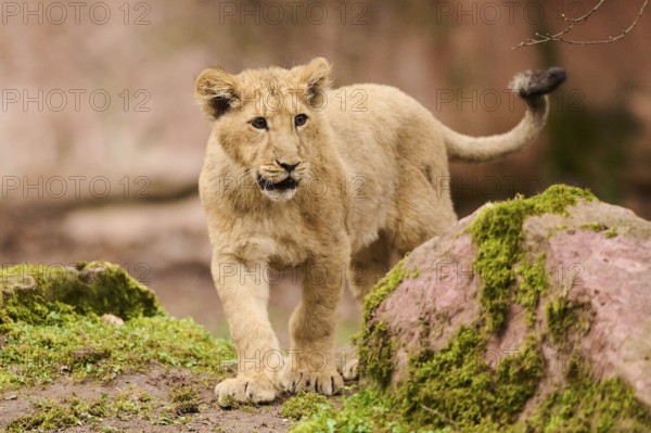 Asiatic lion (Panthera leo persica) cub walking on the ground, captive