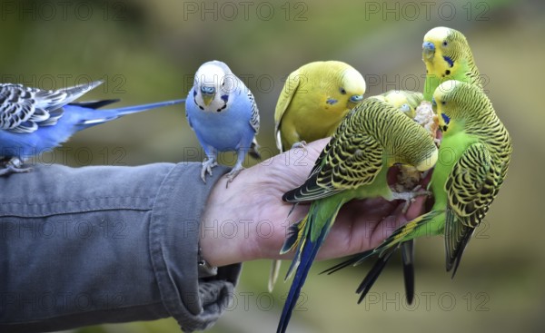 Budgerigars (Melopsittacus undulatus) on one hand