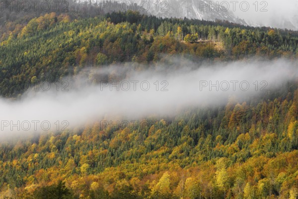 At lake Almsee. A forest in full fall foliage and some fog above it