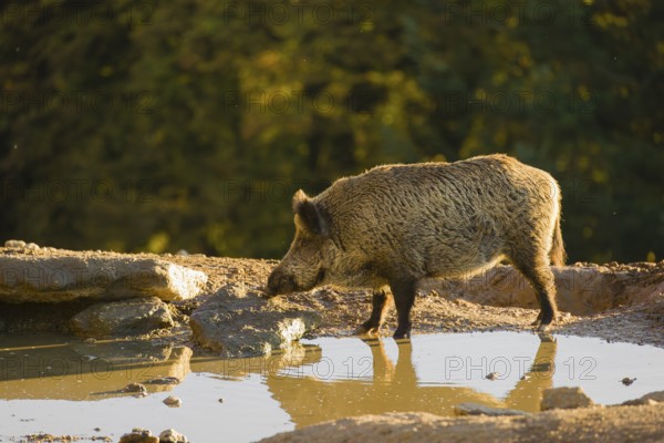 A wild boar or wild pig (Sus scrofa), drinks water from a small pool, In the background you can see a forest