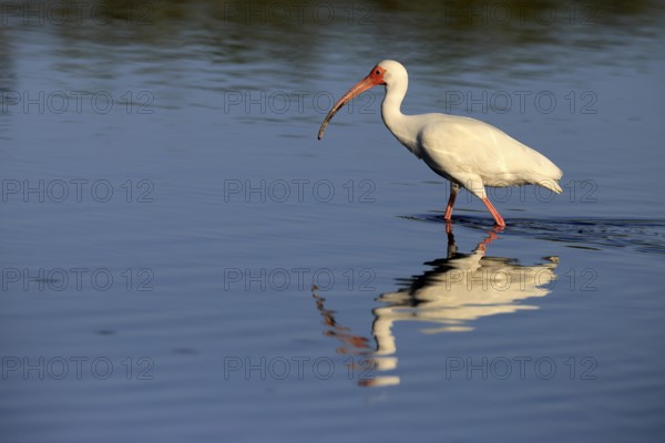 Snowy Ibis, (Eudocimus albus), adult, in the water, foraging, Merritt Island, Black Point Wildlife Drive, Florida, USA, North America