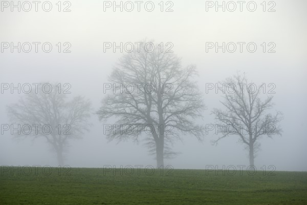English oaks (Quercus robur, Quercus petraea), in the fog, Lindenberg, Schlatt, Canton Lucerne, Switzerland, Europe