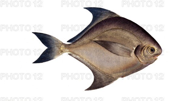 Fish, Fish, Genus of ray-finned fish from the butterfish family, Stromateus argenteus, Historical, digitally restored reproduction from a 19th century original, Record date not stated