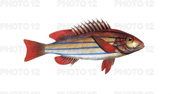 Fish, fishes, genus of hussar fishes, Holocentrus quinquelinearis, the five-striped Sogo, the five-striped Holocentre, Historical, digitally restored reproduction from a 19th century original, Record date not stated