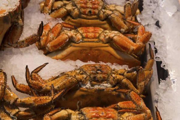 Close-up of crabs lying on ice, with detailed textures and colours, fish market, Trouville-sur-Mer, Trouville, Normandy, France, Europe