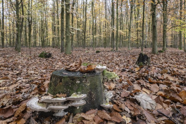 Humpbacked tramet (Trametes gibbosa) in autumnal beech forest (Fagus sylvatica), Emsland, Lower Saxony, Germany, Europe