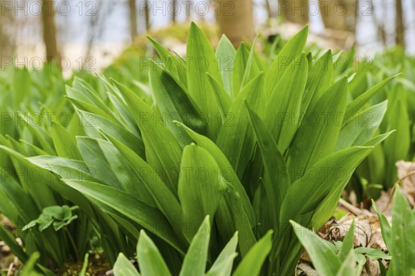 Wild garlic (Allium ursinum) growing in a forest in spring, Bavaria, Germany, Europe