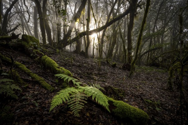 Cloud forest, laurel forest, Garajonay National Park, UNESCO World Heritage Site, La Gomera, Canary Islands, Spain, Europe