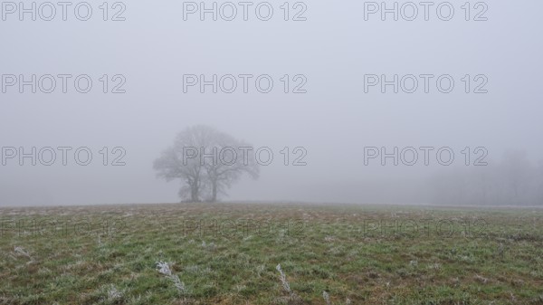 Foggy landscape with three trees and in the foreground frozen grasses in a meadow, landscape photo, nature photo, flora, fauna, landscape format, fog, trees, grasses, winter, snow, ice, frost, cold, season, cosy, Neustadt am Rübenberge, Hanover region, Lower Saxony, Germany, Europe