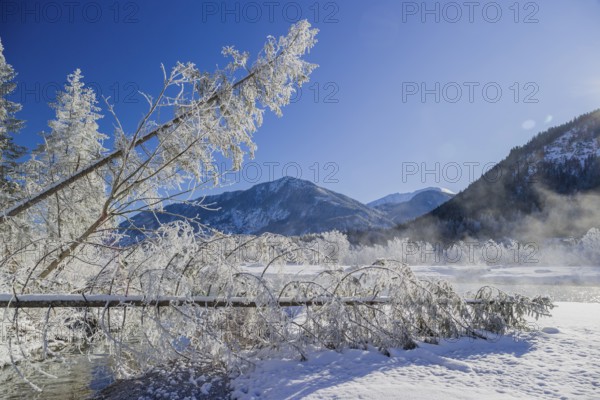 Isar valley in winter at temperatures of minus 18 degrees Celsius. Snow covered landscape with the Isar river flowing through. Some hoar frosted trees. Early morning