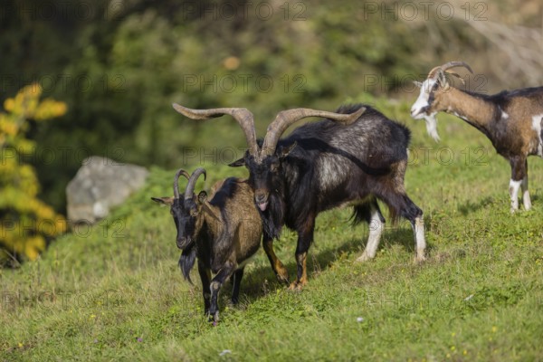 One male Tauernschecke goat, Capra aegagrus hircus, checks the readiness of a goat to mate