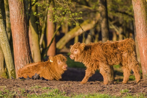 Two Highland calves (Bos primigenius) taurus) stand at a forest edge