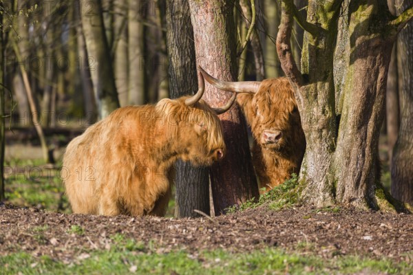 One Highland bull and a cow (Bos (primigenius) taurus) stand in a forest