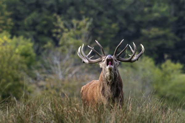 Rutting red deer (Cervus elaphus) stag with big antlers bellowing in grassland at edge of forest during the rut in autumn, fall