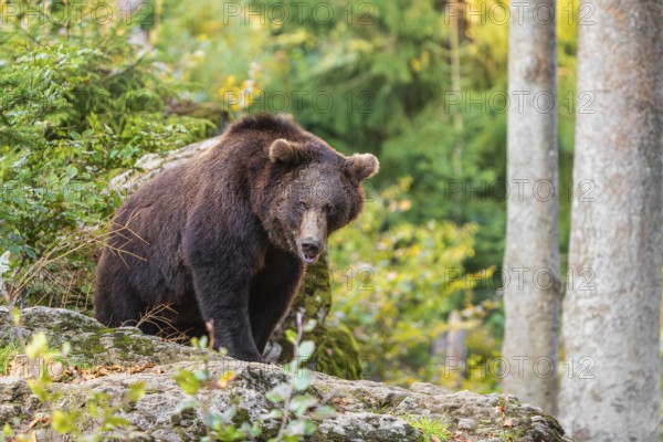 One male eurasian brown bear (Ursus arctos arctos) walks through a forest