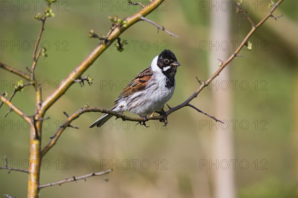 Reed Bunting, (Emberiza schoeniclus), adult male in breeding plumage, perched on a twig, Hesse, Germany, Europe