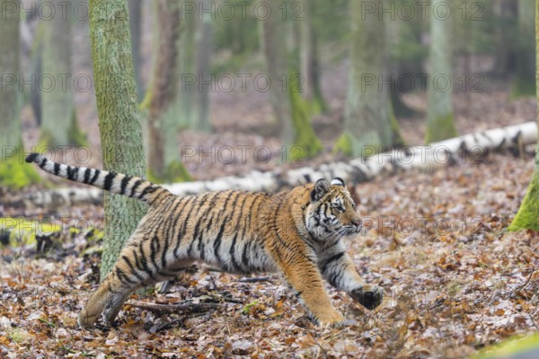 One young female Siberian Tiger, Panthera tigris altaica, running thru a forest
