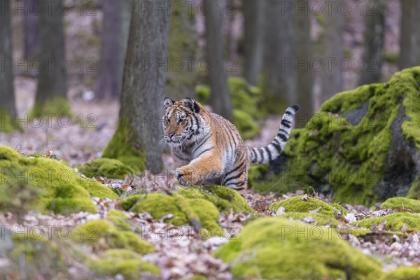 One young female Siberian Tiger, Panthera tigris altaica, walking between rocks in a forest