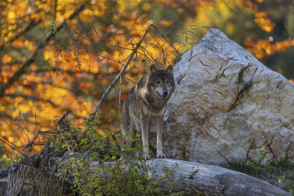 Two eurasian gray wolf (Canis lupus lupus) standing on a log on a small hill with a bright and colourful fall foliage in the background
