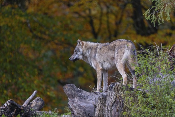 One eurasian gray wolf (Canis lupus lupus) standing between logs on a hill with a forest in fall colours in the background