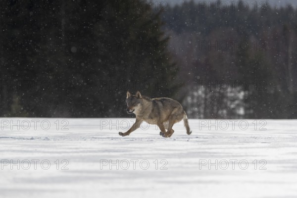 One male eurasian gray wolf (Canis lupus lupus) walking thru deep snow with a forest in the background