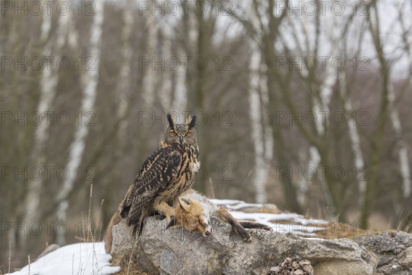 One Eurasian Eagle Owl, Bubo bubo, perched on a carcass of a red fox lying on a rock. A forest in the background