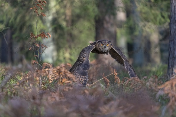One Eurasian Eagle Owl, Bubo bubo, flying thru a forest with ferns on the ground