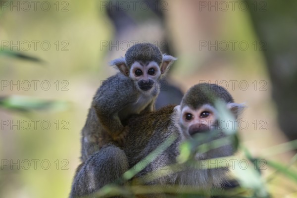 One female Central American squirrel monkey, Saimiri oerstedii, carrying her baby. Green vegetation around