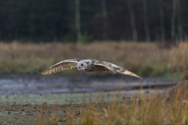 One Siberian Eagle Owl (Bubo bubo sibiricus) flying over tall reed grass lakeshore on an autumnal misty cold morning