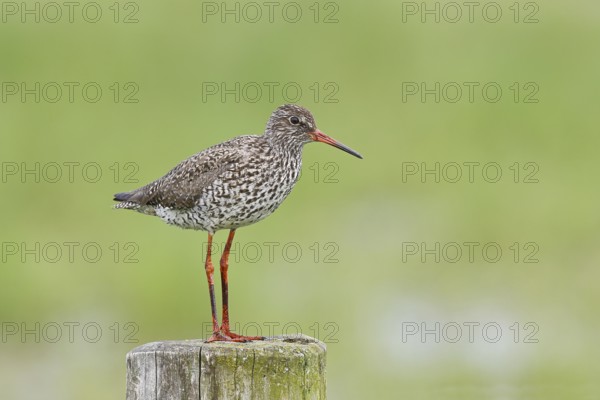 Redshank (Tringa totanus) standing on a pasture fence post, snipe bird, spring, wildlife, Hüde, Ochsenmoor, Dümmer See, Hüde, Lower Saxony, Germany, Europe