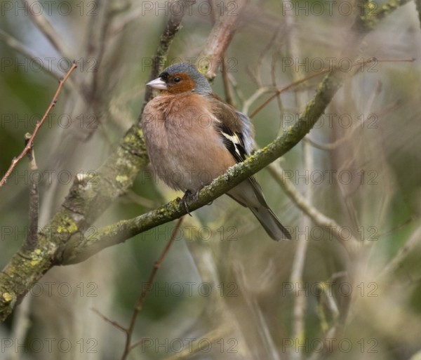 Chaffinch (Fringilla coelebs), male adult bird perched on branch, island of Texel, Holland