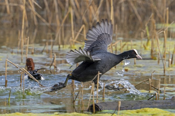 Eurasian coot, common coot (Fulica atra) running with lobed feet over water surface of pond