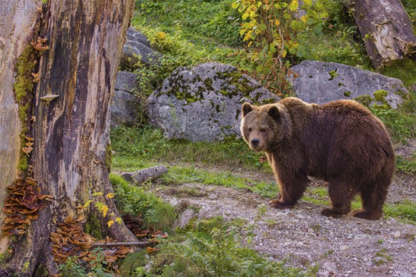 An adult female brown bear (Ursus arctos arctos) walks on a hilly terrain with trees and rocks