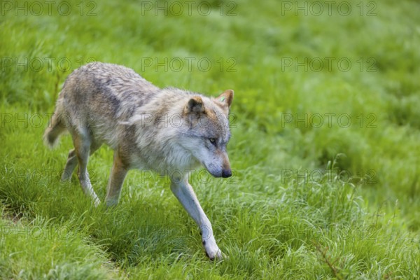 One eurasian gray wolf (Canis lupus lupus) runs over a green meadow in an open forest