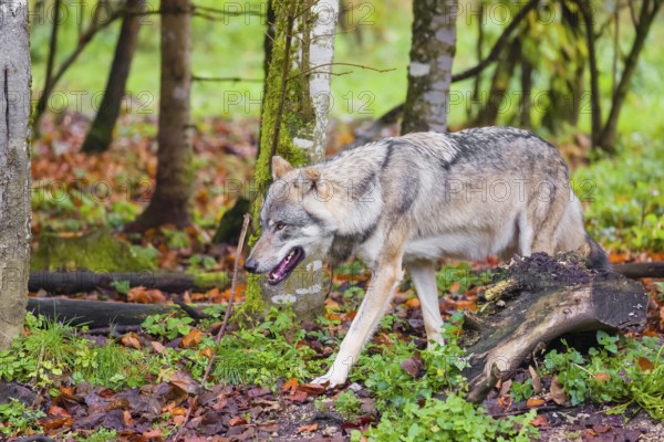 An adult male Eurasian gray wolf (Canis lupus lupus) runs out of a forest